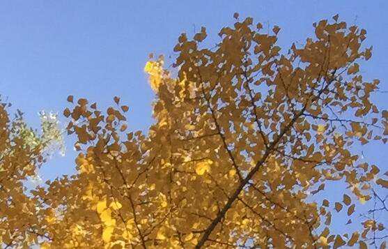 ����Ů������ȡ��Ԣ����ʲô������Ů�������ο�