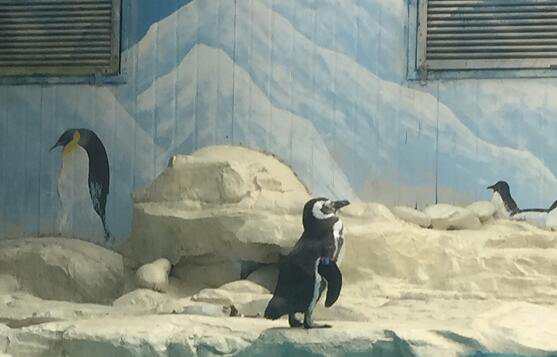 ���������Ԣ�⣬�ɽ֮��Ĵ�˵����������